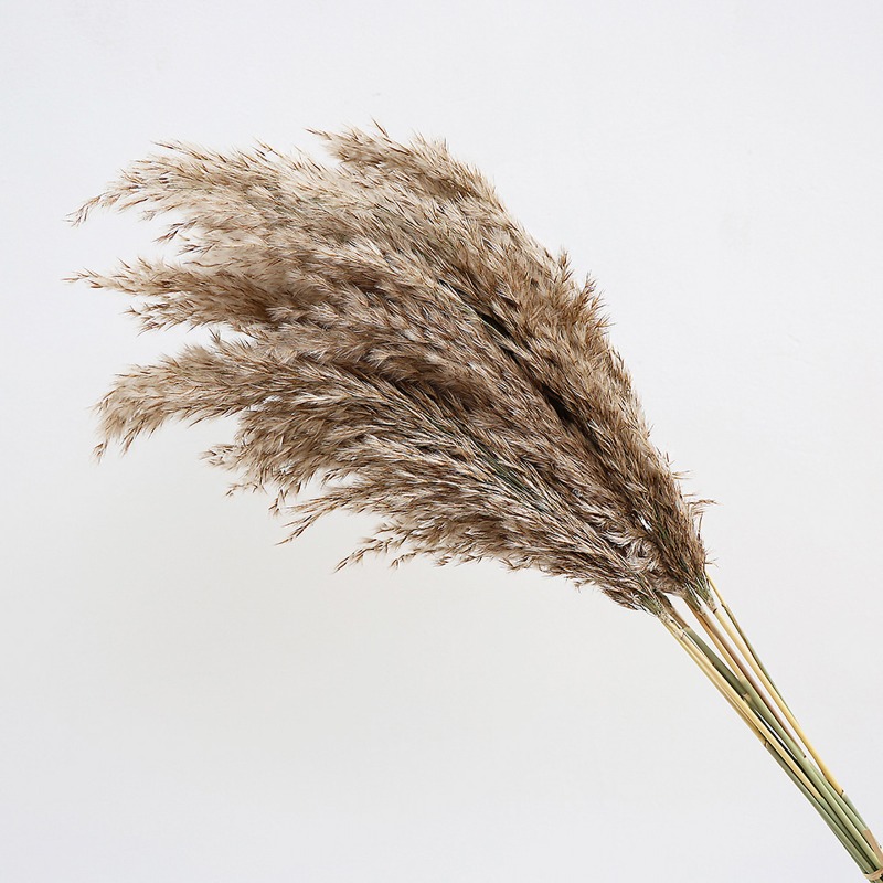 10Pcs Colorful Natural Reeds P - Florist Supply Vases review and price